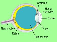 Representación transversal de un ojo