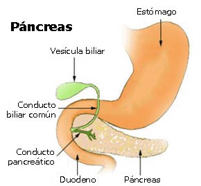 Representación gráfica del páncreas