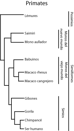 Arbol filogenético simplificado