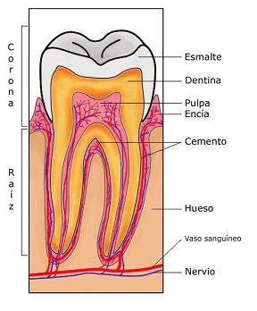 Corte transversal de un diente 