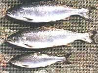 ogm-salmón