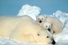 Les ours polaires dépendent de la banquise pour survivre