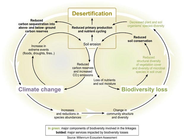 Schematic Description of Development Pathways in Drylands