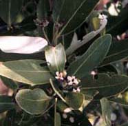 La mangrove noire est un exemple d'halophyte, une plante qui pousse dans un environnement salin