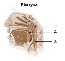 pharynx