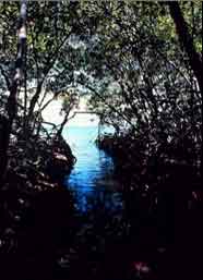 Les mangroves, zones de reproduction (Puerto Rico)