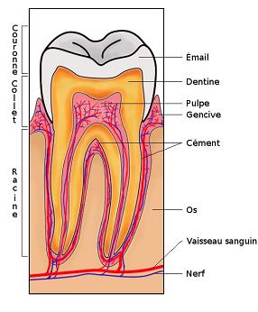 Coupe transversale d’une dent