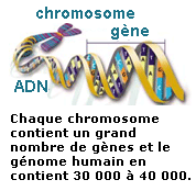 chromosome-to-gene