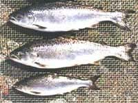 gmo-salmon