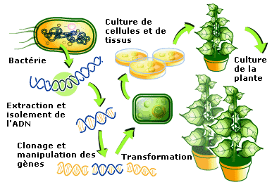 transgenic-crop