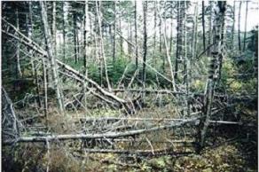 Victims of acid rain - dead and dying Red Spruce in Maine