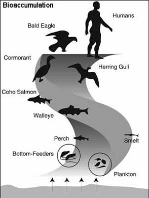 Bioaccumulation in the food chain