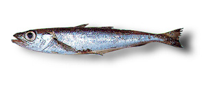 Blue Whiting