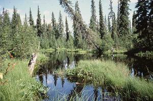 Kanuti National Wildlife Refuge, Alaska 