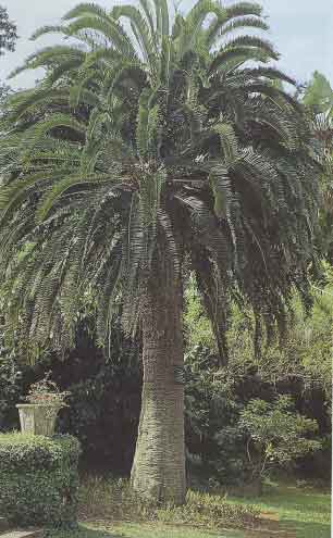 Examples of cycads