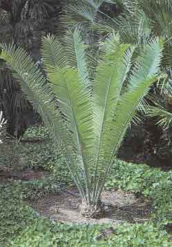 Examples of cycads