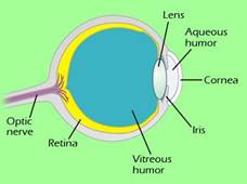Cross-sectional representation of an eye
