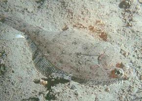 The flatfish is an example of groundfish