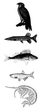 Example of a food chain in a Swedish lake