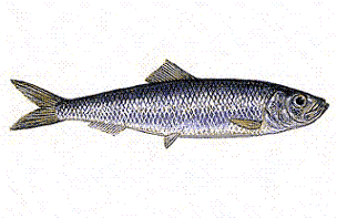Common herring