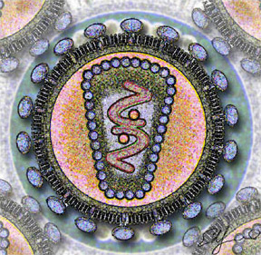 Stylized rendering of a cross-section of the AIDS virus