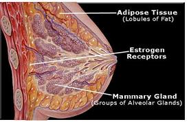 Human mammary gland