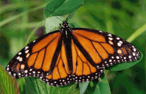 Monarch Butterfly