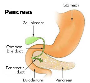 Graphic representation of the pancreas