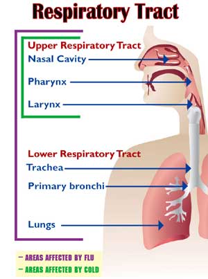 Respiratory tract