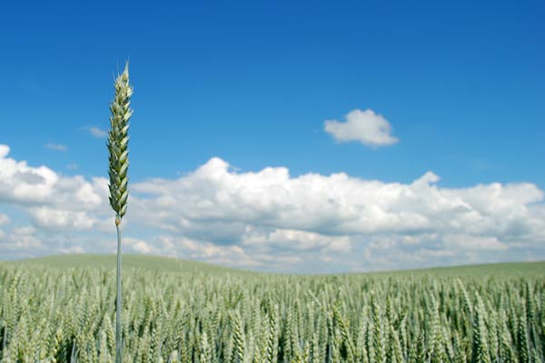 A wheat field